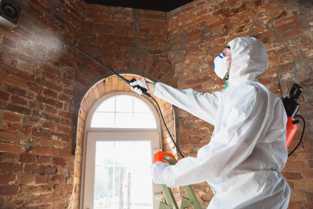 Why You Should Choose Our Mold Remediation Services in East Northport, NY